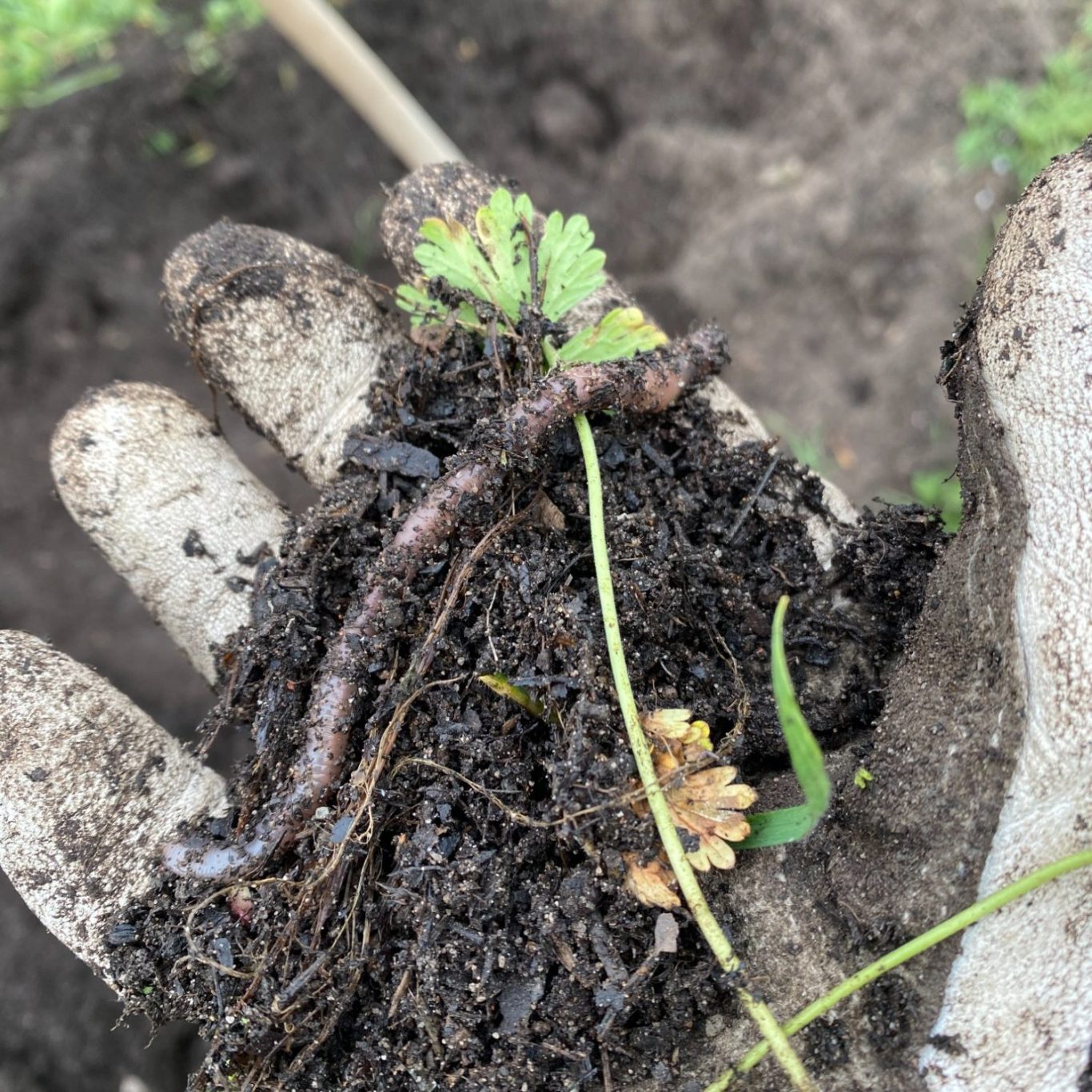 Living soil mit Regenwurm