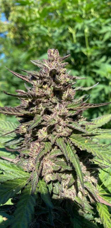 EU-zertifizierte Bio CBD Aromablüten