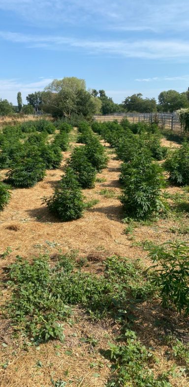 Palatine Tree Crafthemp Feld 