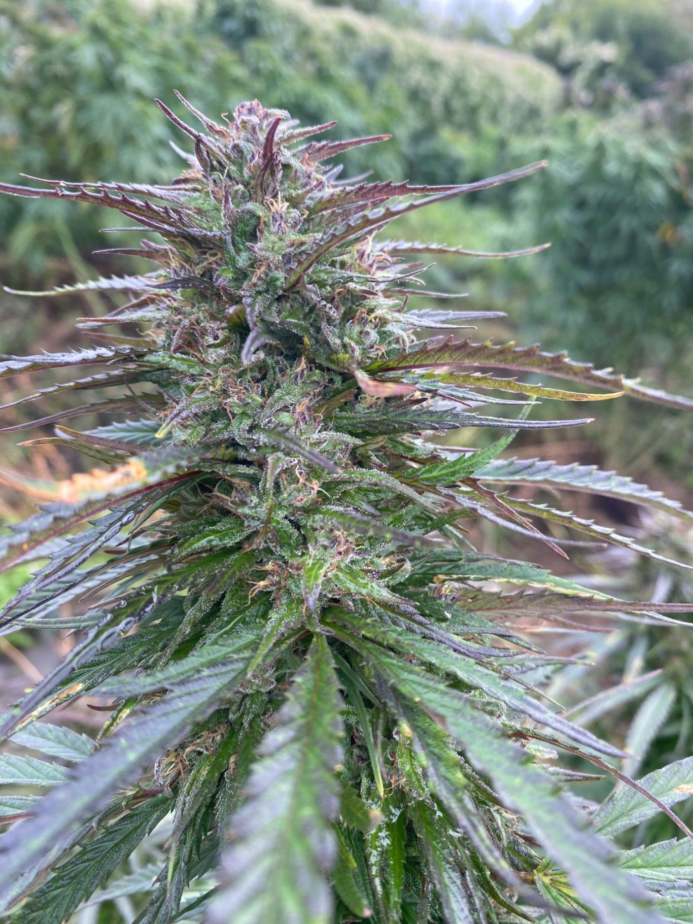 Palatine Tree Western Cherries CBD Strain